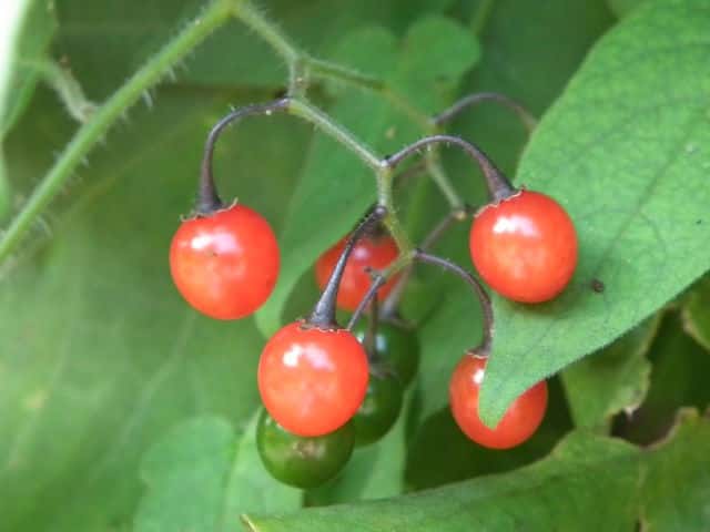 �q���h���W���E�S�ʎ�