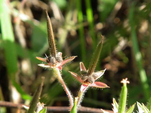 �Q���m�V���E�R�ʎ�