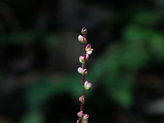 �n�i�^�f�ʎ�