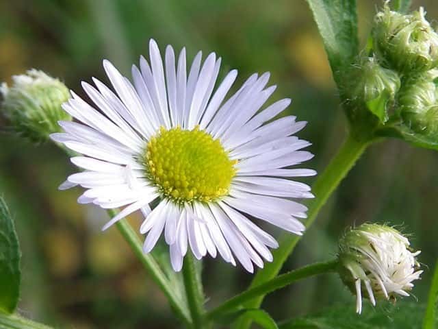 �q���W���I��