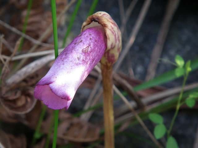 �i���o���M�Z��