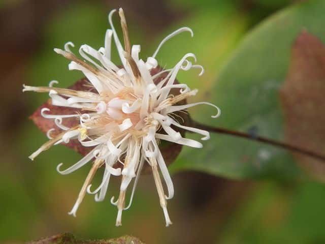 �R�E���{�E�L