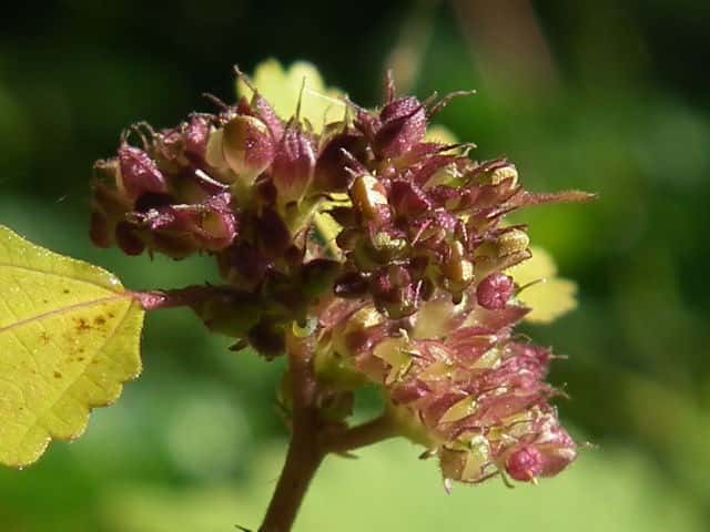 �N���N�T�ʎ�