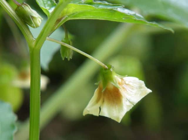 ヒロハフウリンホオズキ