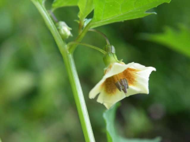 �q���n�t�E�����z�I�Y�L