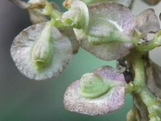 �I�g�R�G�V�ʎ�