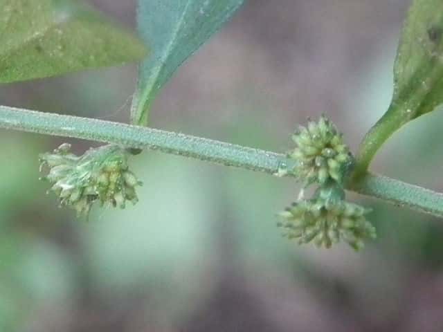 �V���E�u���\�E�ʎ�