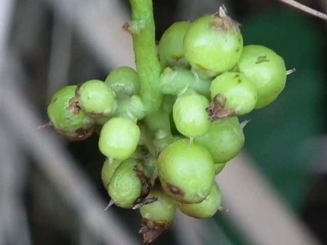 �l�i�V�J�Y���ʎ�