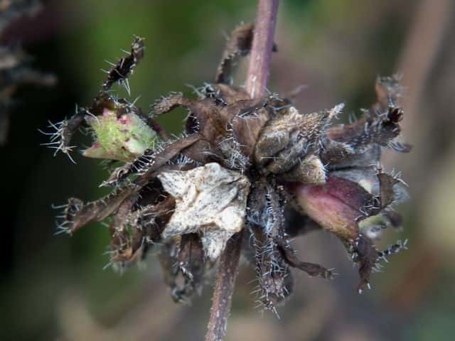 �I�I�u�^�N�T�ʎ�