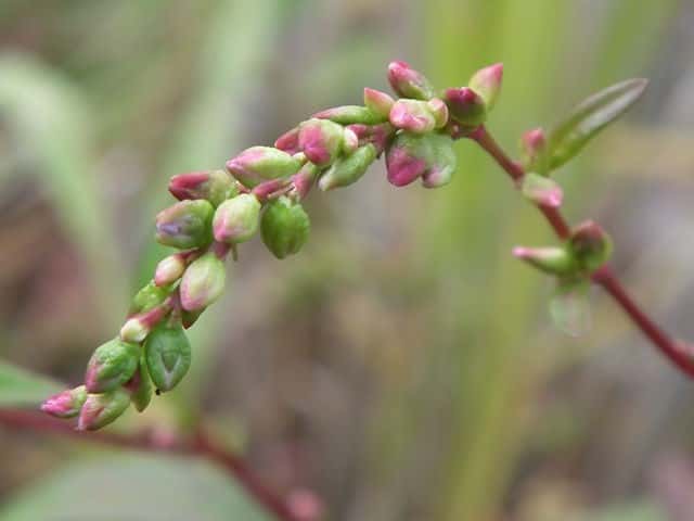 ���i�M�^�f�ʎ�