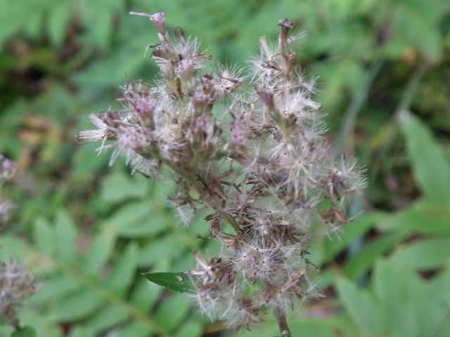 �q���h���o�i�ʎ�