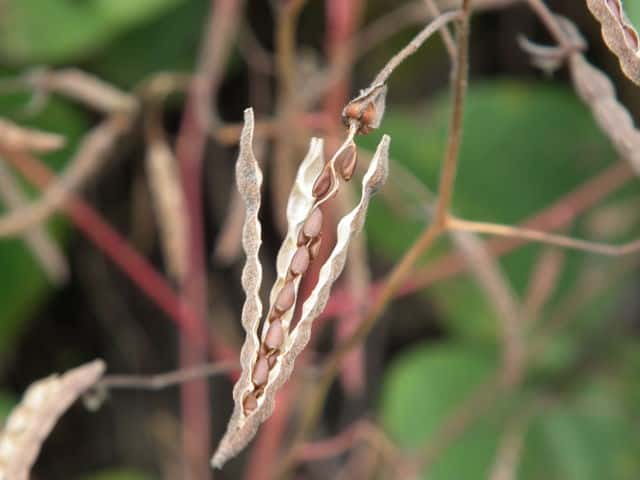 �J���X�m�S�}�ʎ�