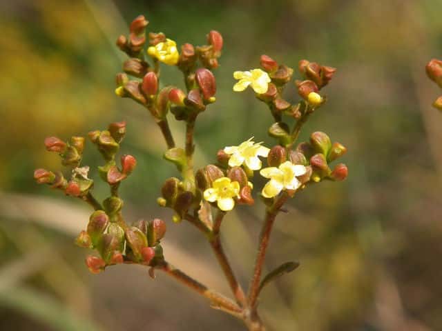 �I�~�i�G�V�ʎ�