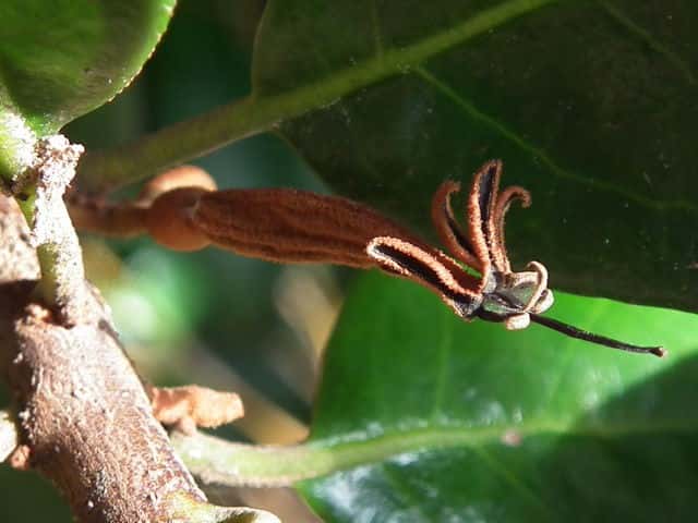 �I�I�o���h���M