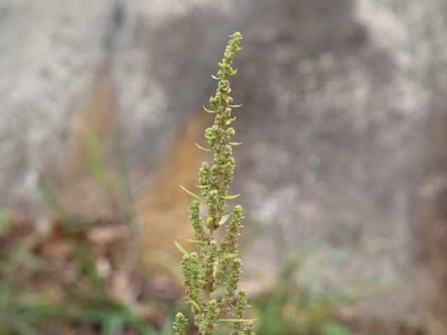 �A���^�\�E