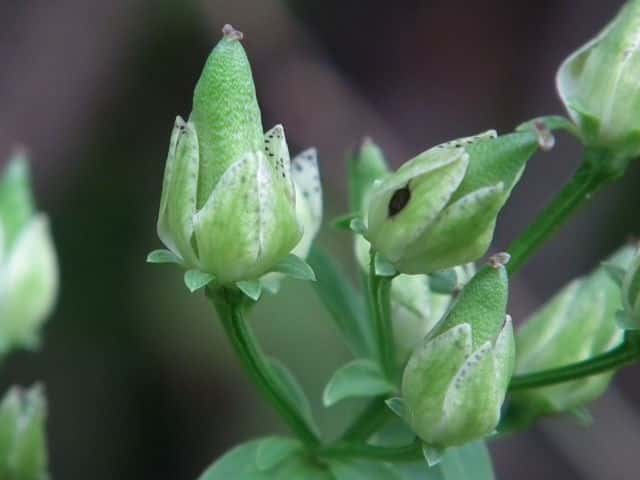 �A�P�{�m�\�E�ʎ�