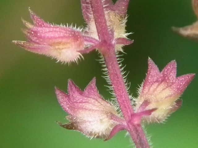 �C�k�R�E�W���ʎ�