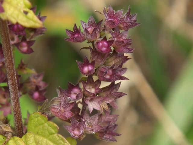 ���}�n�b�J�ʎ�