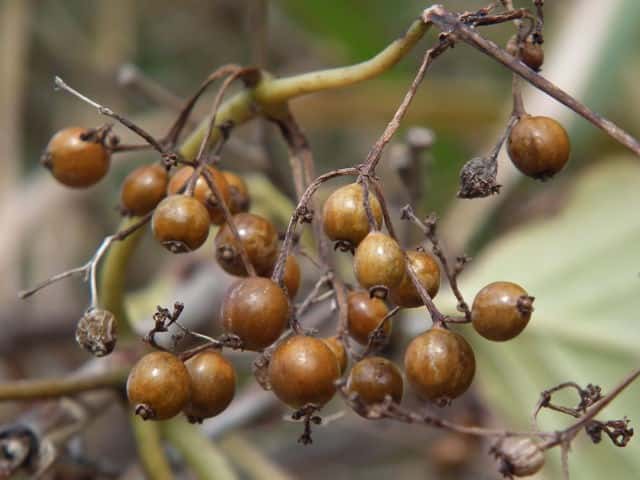 �n�}�T�I�g���J�Y���ʎ�