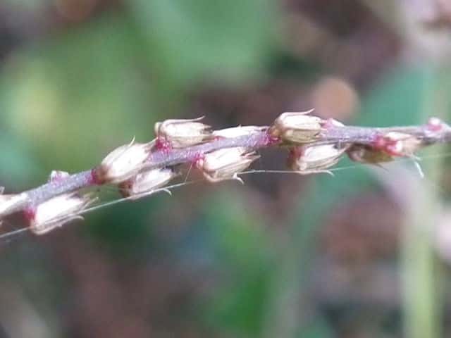 �q�J�Q�C�m�R�d�`�ʎ�