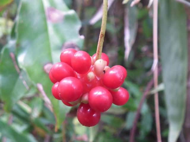 �T�l�J�Y���ʎ�