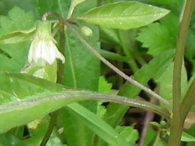 ホソバフウリンホオズキ