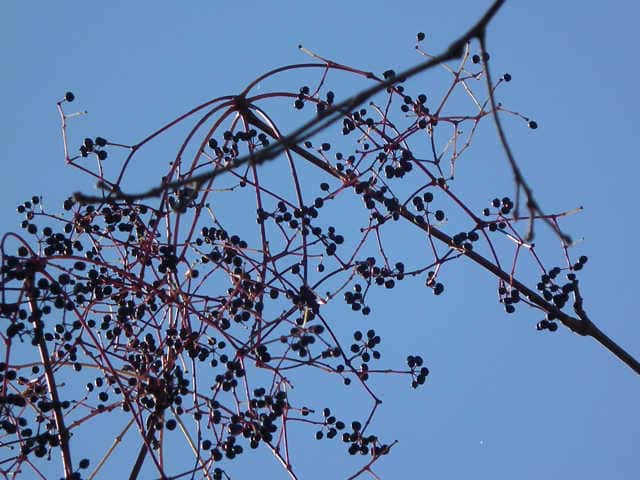 �R�V�A�u���ʎ�