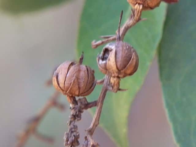 �A�Z�r�ʎ�