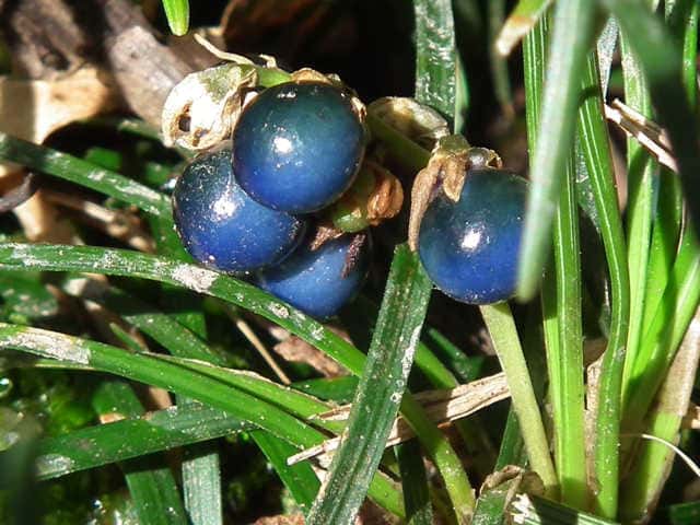 �W���m�q�Q��q