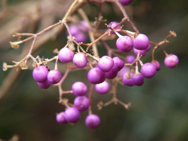 ムラサキシキブ果実