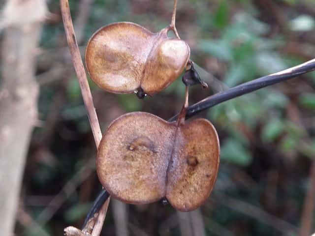 ���}�m�C���ʎ�