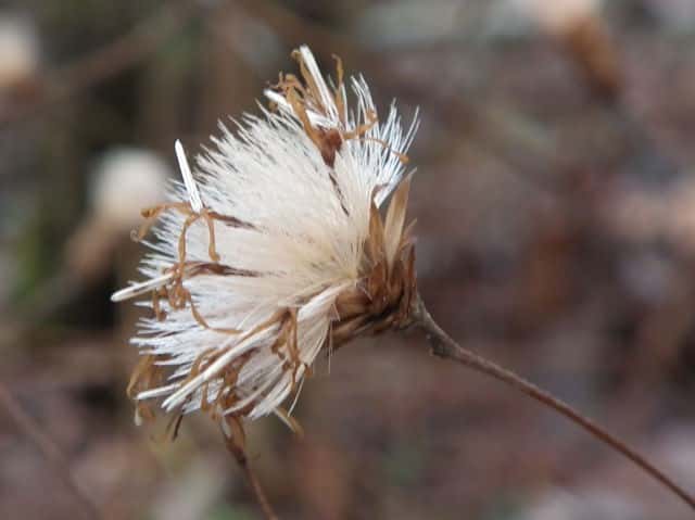 �R�E���{�E�L�ʎ�