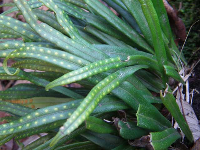 �m�L�V�m�u