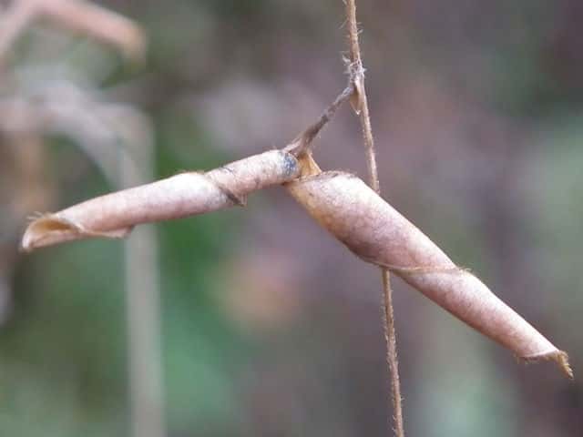 ���u�}���ʎ�