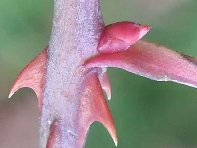 ���}�C�o���~��