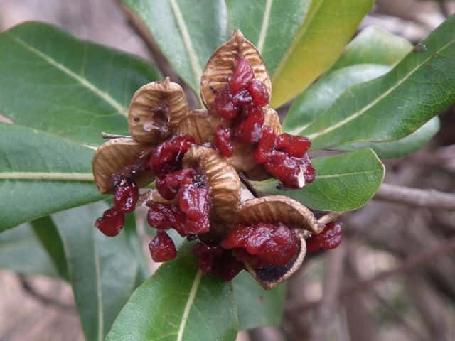 �g�x���ʎ�