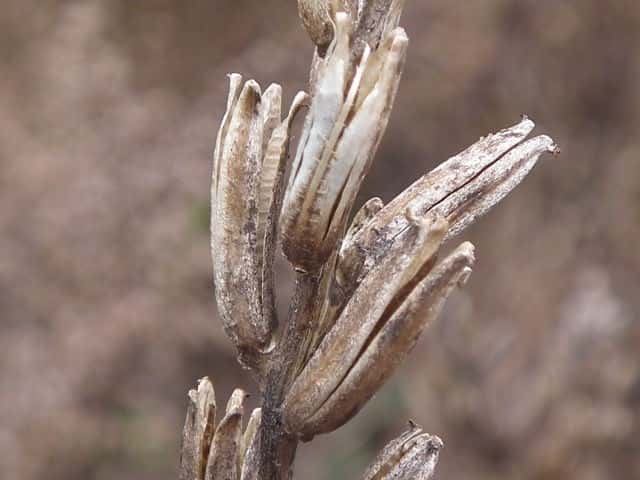 ���}�c���C�O�T�ʎ�