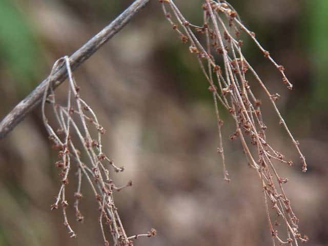 �J�����V�ʎ�