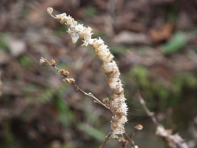 �i�M�i�^�R�E�W���ʎ�