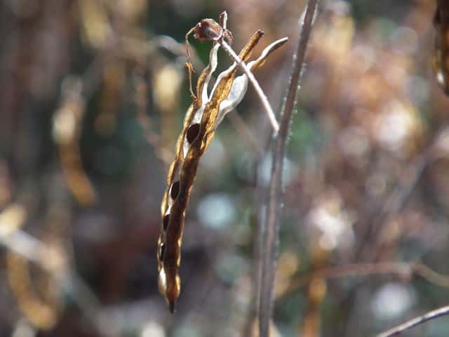 �J���X�m�S�}�ʎ�