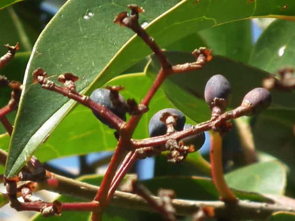 �g�E�l�Y�~���`