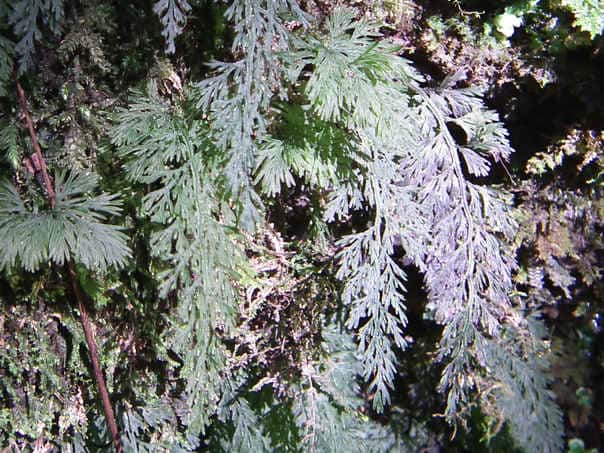 �n�C�z���S�P