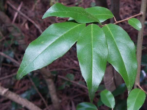 �}���o�c���O�~