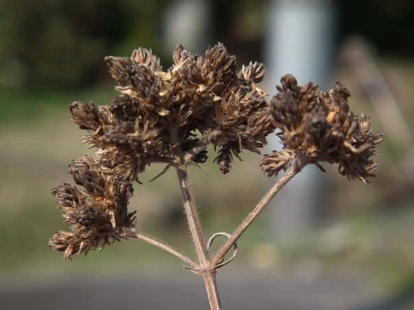 ���i�M�n�i�K�T