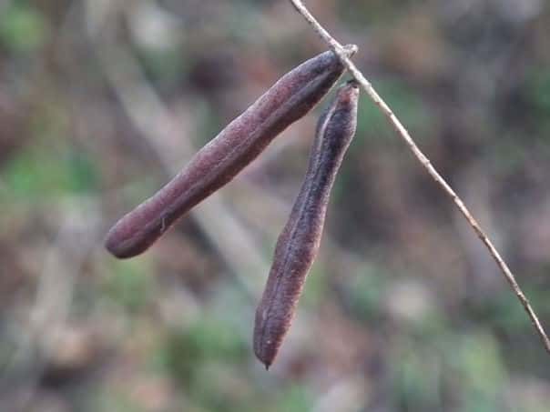 �g�E�R�}�c�i�M