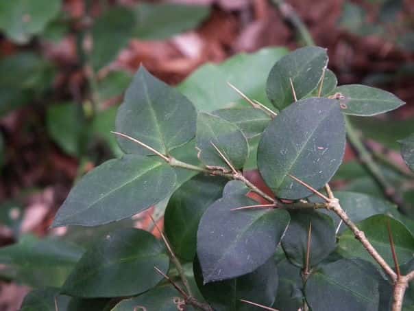 �I�I�A���h�I�V