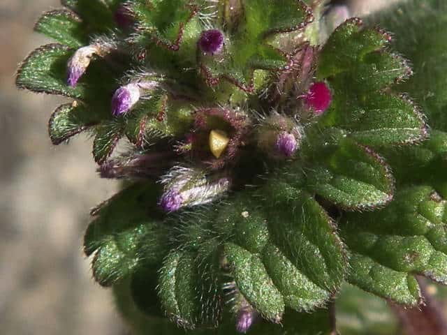 �z�g�P�m�U