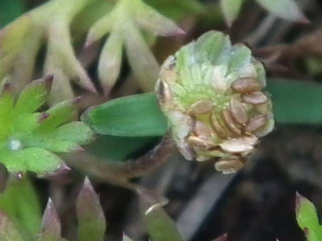 �}���J�~�c��