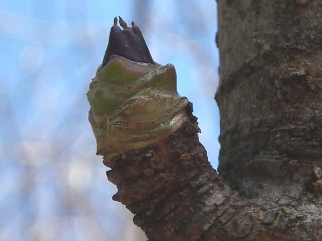 �n���M��