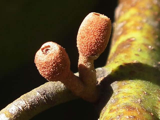 �I�I�o���h���M